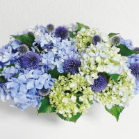 紫陽花のかたち