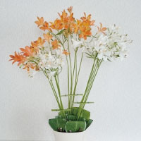 百合水仙
