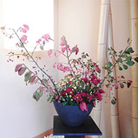ニシキギ　紅葉