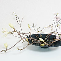 花木サンプル