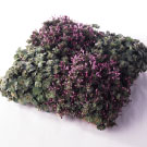 2008.6 野の花