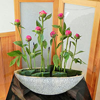 芍薬の季節