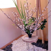 桜咲く