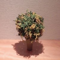 ミモザのドライ